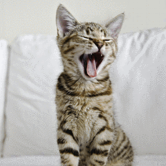 A Kitten Yawning