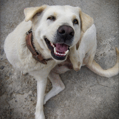 Dog Scratching Its Head