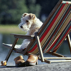 Dog Sitting On Chair