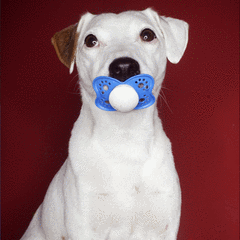 Dog With Dummy