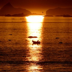 Fisherman Rows Past The Setting Sun