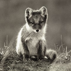 Fox Cub