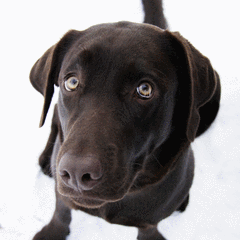 Chocolate Labrador Dog