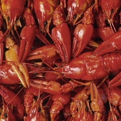 Crayfish