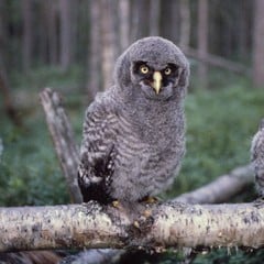 Great Grey Owl