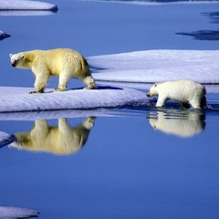 Polar Bear Family