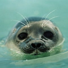 Seal