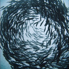 Shoal Of Fish