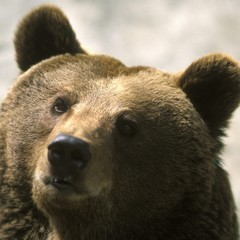 Wild Brown Bear