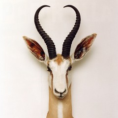 Gazelle Head