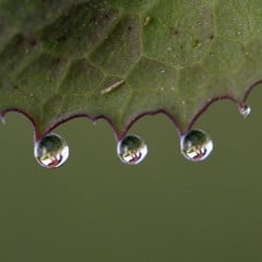 Horse In Raindrops