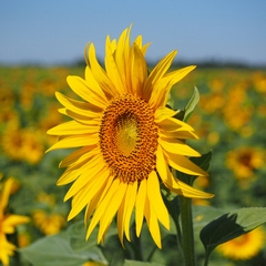 Bright Flowers