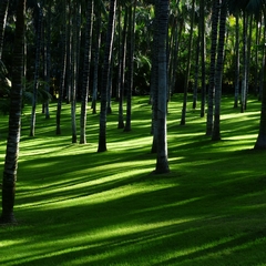 Local Tree Provides The Shade