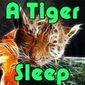 Ein Tigerschlaf